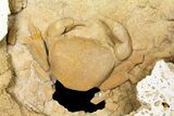 Fossil Crab (Potamon) Preserved in Travertine - Turkey #121383-4
